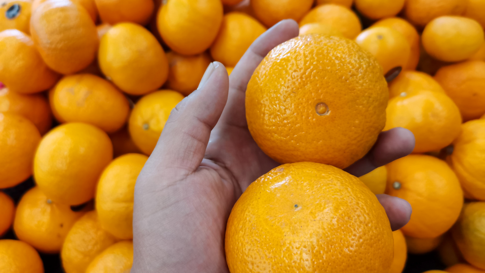 I vi ste naišli na suhe i bezokusne mandarine? Znamo zašto su takve