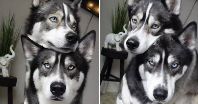 "Najfotogeničniji psi": Ljudi se ne mogu načuditi kako ovi haskiji poziraju za selfie