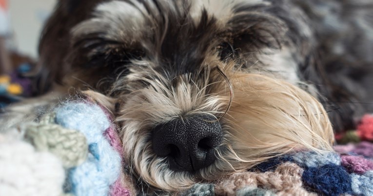 Pet znakova alergije kod pasa koje bi svaki vlasnik trebao znati prepoznati