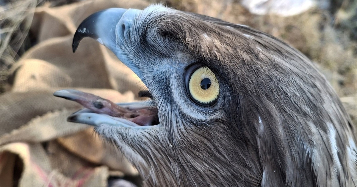 Orao zmijar Đuro iz Telašćice stigao je u središnju Afriku