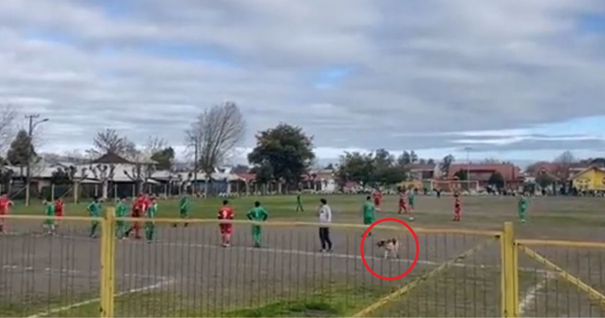 VIDEO Pas je u Čileu utrčao na centaršut i zabio gol