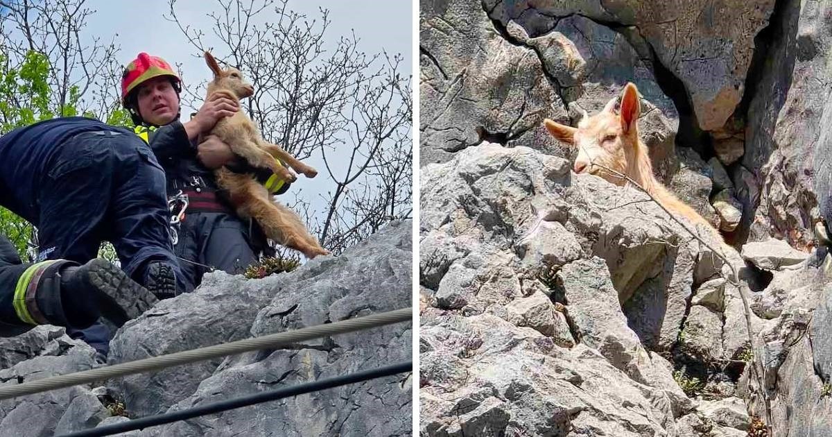 Riječki vatrogasci spasili kozlića koji je zapeo na stijeni iznad pruge