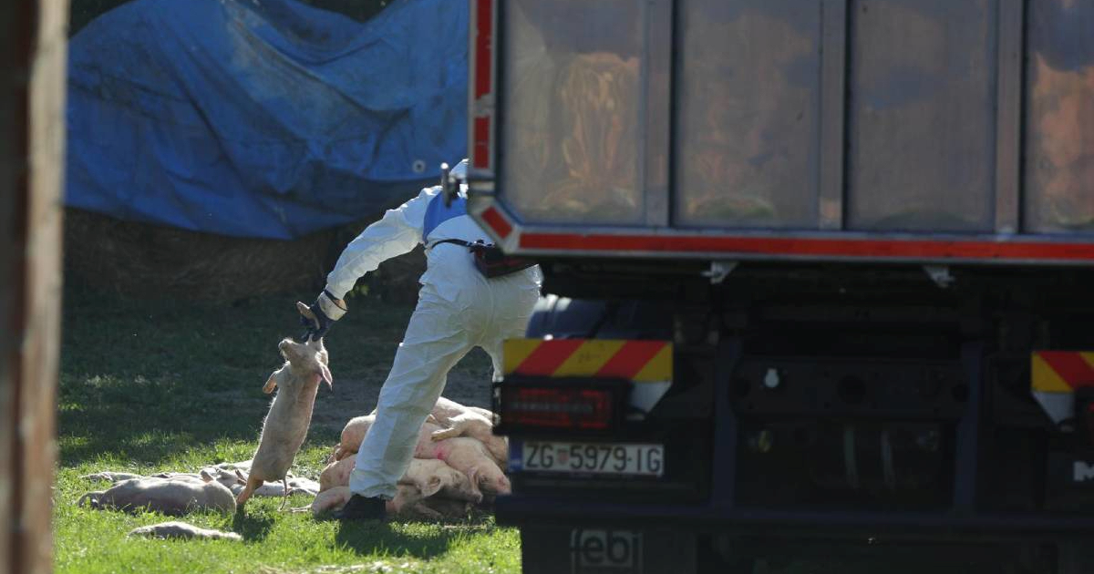 U BiH potvrđeni novi slučajevi svinjske kuge uz granicu s Hrvatskom i Srbijom