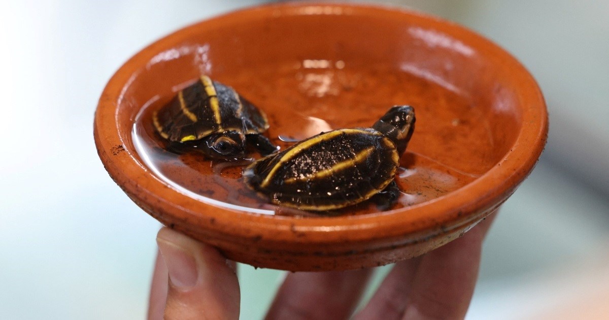 Dvije kornjače ugrožene vrste rođene u Francuskoj, zovu se Tric i Trac