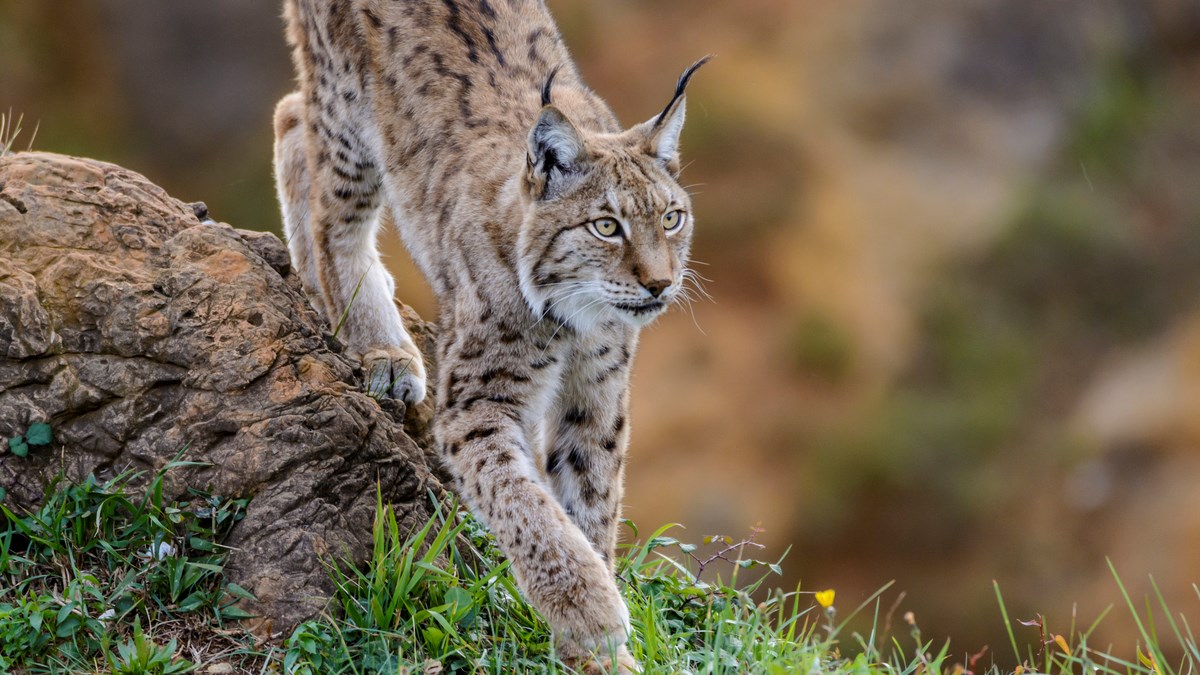 VIDEO Pogledajte rijetku snimku glasanja risa u sezoni parenja