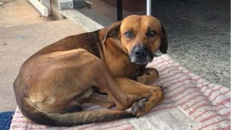 Odani prijatelj: Pas ispred bolnice čekao bolesnog vlasnika mjesecima