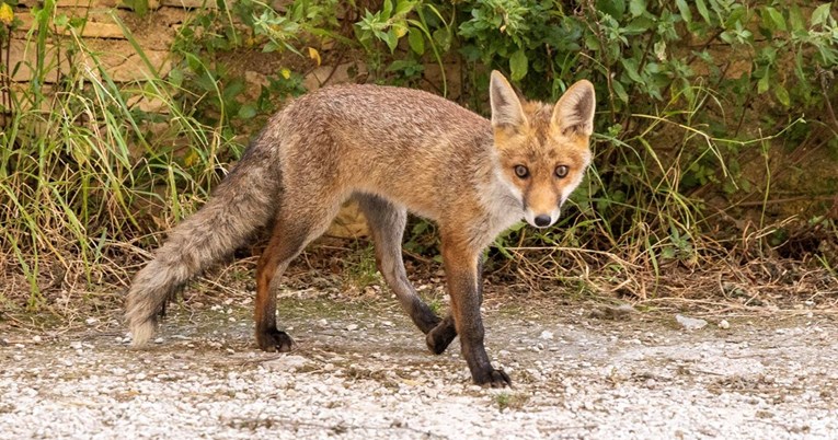 Počinje akcija vakcinacije lisica protiv bjesnoće. Bacat će se mamci iz zraka