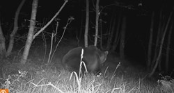 VIDEO Kamera na Paklenici uhvatila medvjeda u noćnoj šetnji