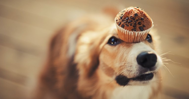 Muffini od mrkve i bundeve: Fina jesenska poslastica u koju će se zaljubiti vaši psi
