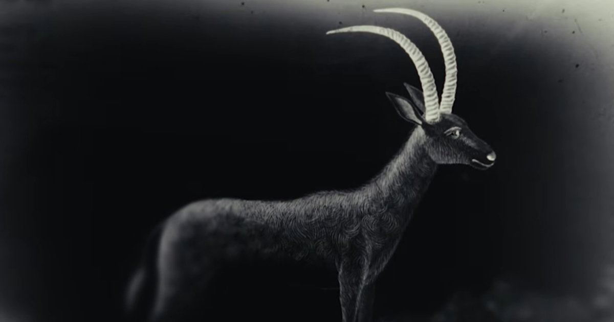 Američka tvrtka planira vratiti plavu antilopu izumrlu prije 200 godina