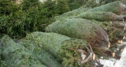 Hrvatska lani uvezla božićnih drvaca za 215.000 eura, a izvezla za samo 1000 €