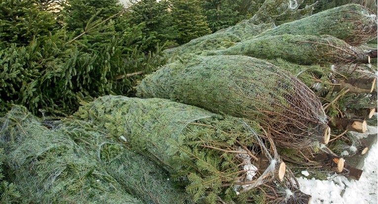 Hrvatska lani uvezla božićnih drvaca za 215.000 eura, a izvezla za samo 1000 €
