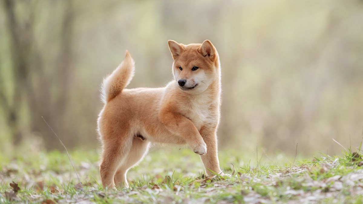 Shiba inu: Mali pas lavljeg srca