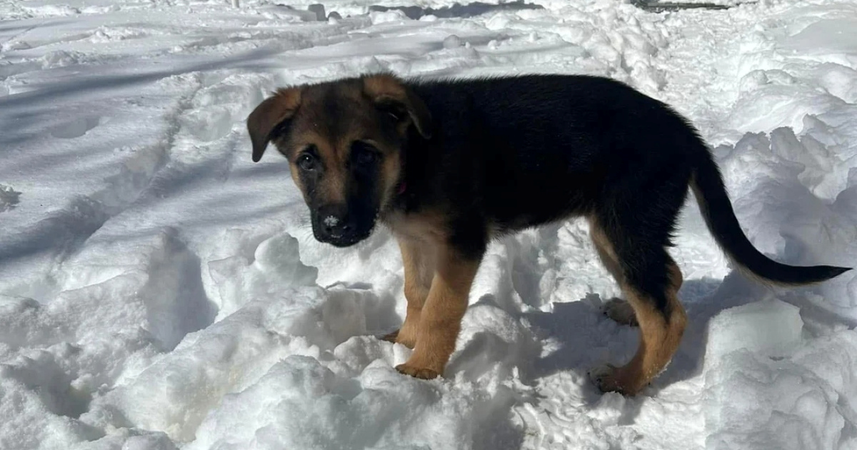Žena udomila tamnog njemačkog ovčara i doživjela iznenađenje 3 godine kasnije