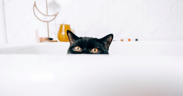 Veterinarka otkriva kako mačke održavati čistima bez kupanja