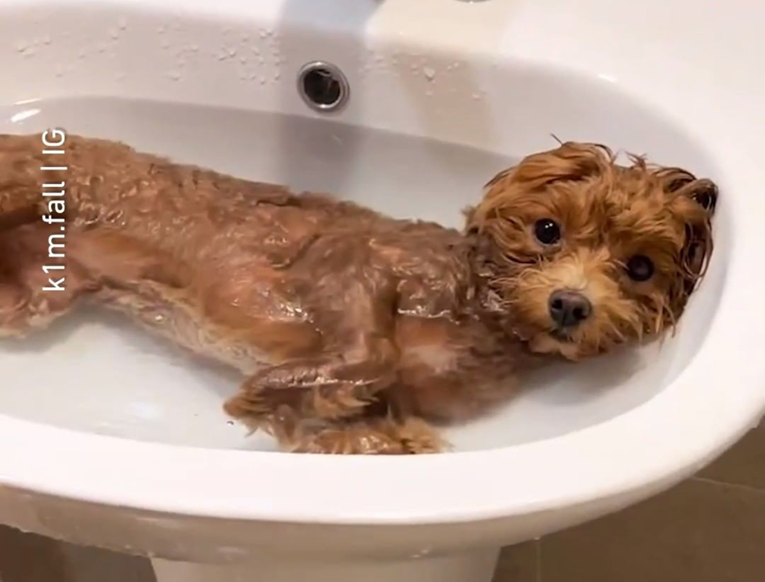 Sasvim nam je jasno zašto ovaj psić obožava kupanje. Ovaj video sve objašnjava