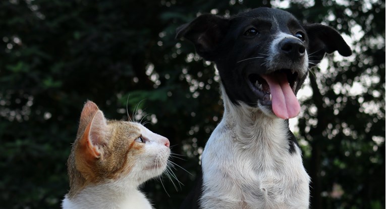 Veterinari otkrili 10 iznenađujućih znakova stresa kod ljubimaca i kako im pomoći