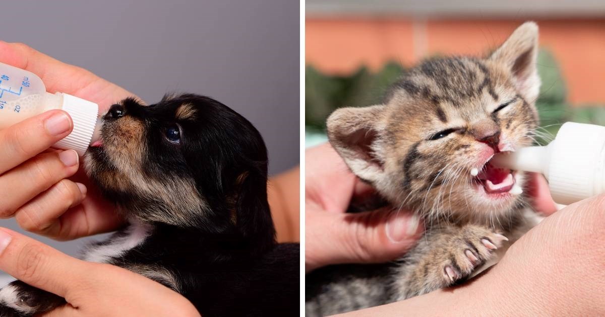 Veterinar otkrio što učiniti ako pronađemo napušteno štene ili mačića