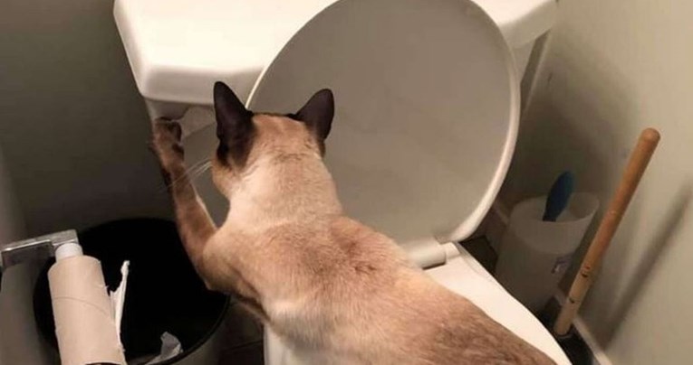 Mačka opsjednuta WC školjkom cijeli dan pušta vodu bez razloga i izluđuje vlasnicu