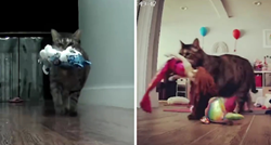 VIDEO Mačka krala dječje igračke, vlasnica postavila skrivenu kameru i sve snimila