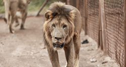 Sterilizacija lava u zatočeništvu u Keniji izazvala negodovanje ljudi