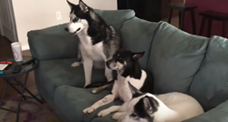 Tri psa pozorno gledaju omiljeni film, a četvrti ima najbolju reakciju na to