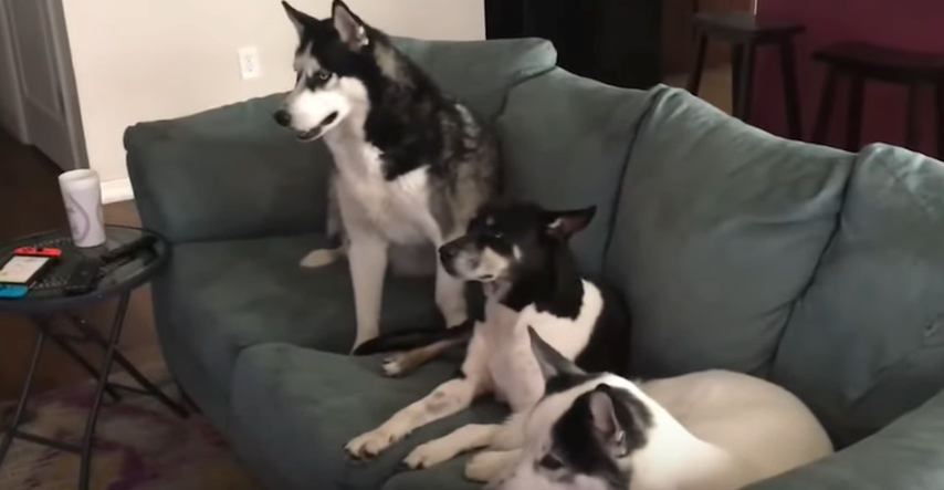 Tri psa pozorno gledaju omiljeni film, a četvrti ima najbolju reakciju na to