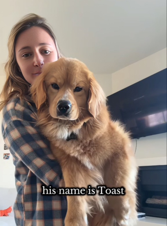 Udomljeni mješanac korgija i retrivera osvojio internet