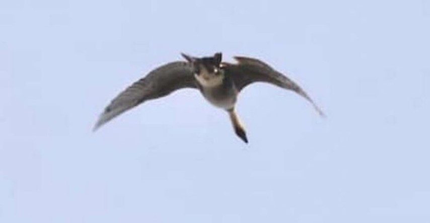 Na Fejsu objavio fotku neobične životinje, ljudi se šale da izgleda kao leteća mačka