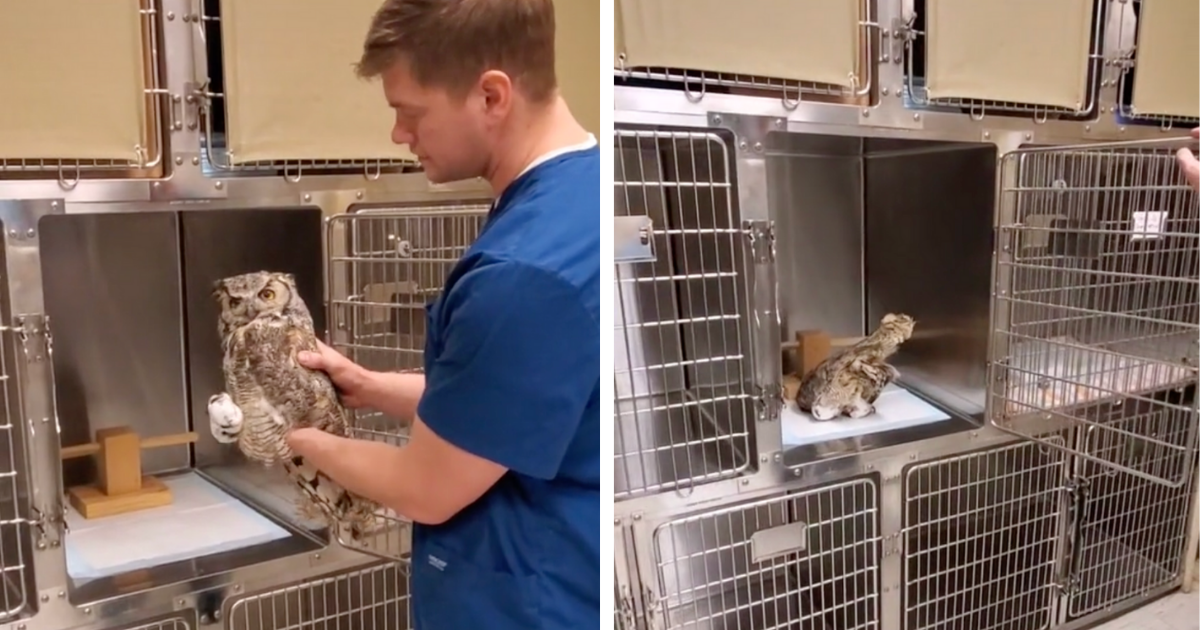 Sova se pod utjecajem anestetika prevalila na glavu, video je postao hit