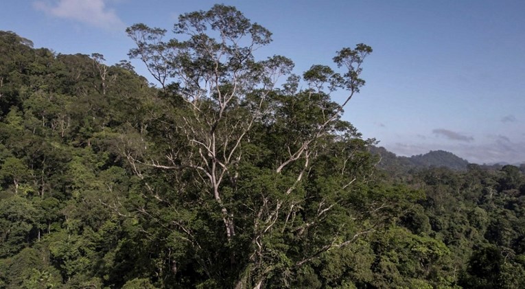 Znanstvenici došli do najvišeg stabla u Amazoniji. Otkrio ga je satelit