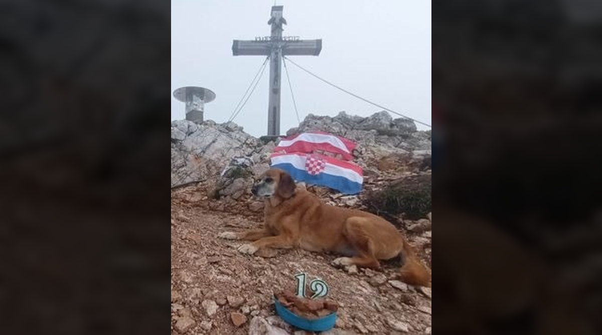 Grifa je bila u Dumovcu. A sad slavi svoj 12. rođendan na 2166 m nadmorske visine