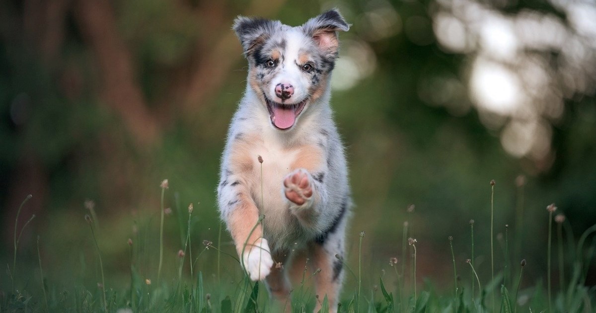 Pet najzdravijih pasmina pasa