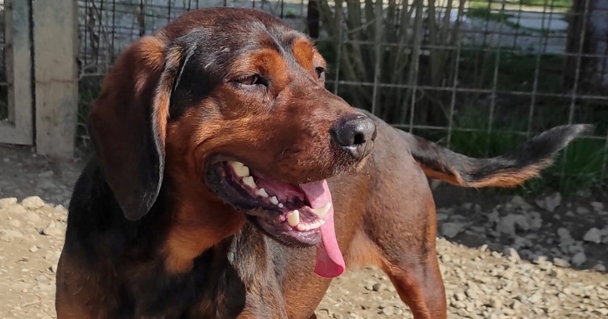 Sasha već tri godine živi u azilu: Plah je, ali super se slaže s drugim psima