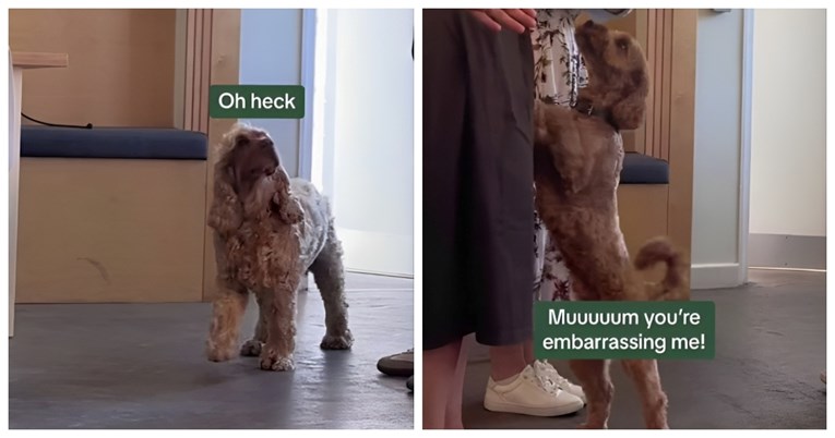 Djelatnici firme pljeskali svojim psima, pogledajte njihove reakcije