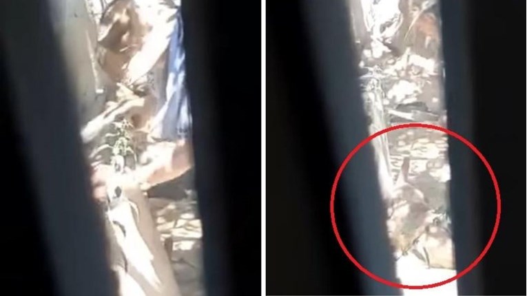 UZNEMIRUJUĆE Muškarac kod Daruvara divljački udara pse, pojavila se snimka