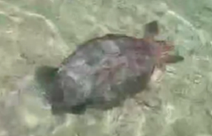 VIDEO Kod otoka Molata uočena glavata želva. Spašena je i puštena u more