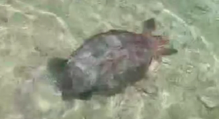 VIDEO Kod otoka Molata uočena glavata želva. Spašena je i puštena u more