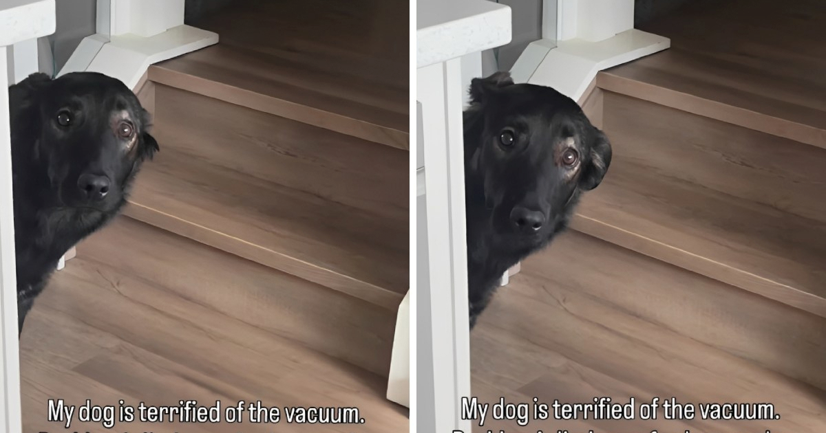 Kujica se boji usisavača, ali ne napušta vlasnicu ni na trenutak 🥹