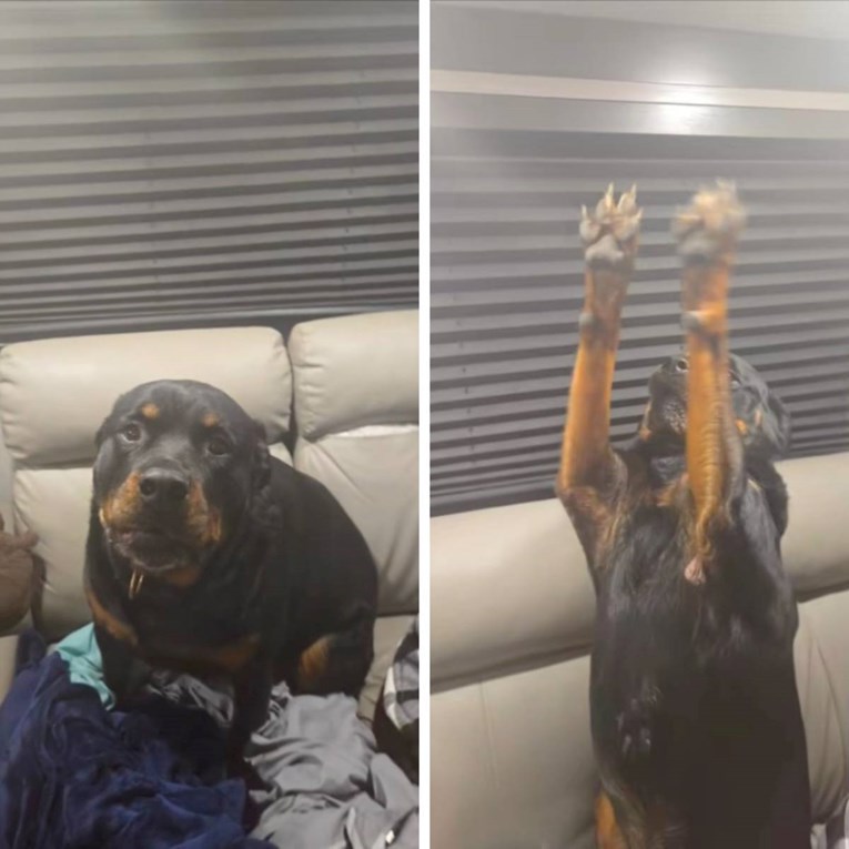 Rotvajlerica koja entuzijastično daje šapu osvaja srca gledatelja