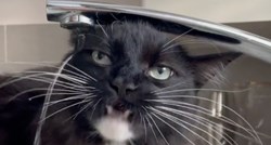 Mačka probala piti vodu iz slavine pa nasmijala internet do suza