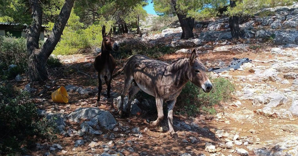 Sumnjalo se da vlasnik zanemaruje magarce na otočiću u Kornatima. Dobili su novi dom