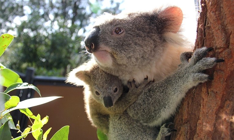 Strahuje se da je u požarima u Australiji uginulo više od 2000 koala