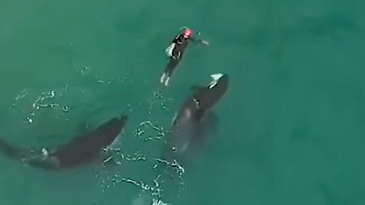 Ovo druženje izgleda veličanstveno i strašno u isto vrijeme