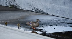 Ispred zagrebačkog MSU-a patka izlegla pačiće, pogledajte simpatičnu obitelj u šetnji