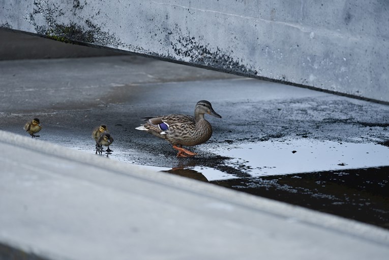 Ispred zagrebačkog MSU-a patka izlegla pačiće, pogledajte simpatičnu obitelj u šetnji