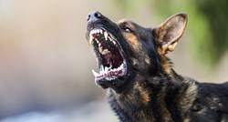 Čovjeka u Srbiji u dvorištu kuće ubili psi lutalice