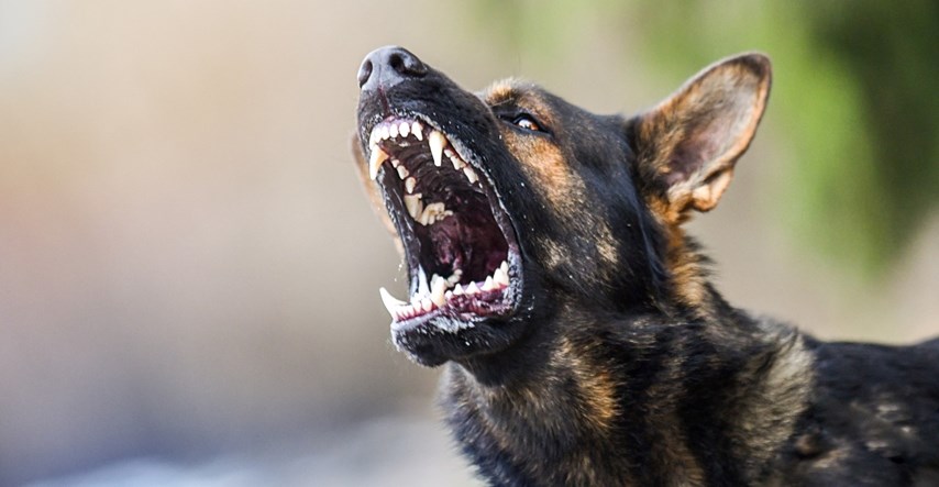 Čovjeka u Srbiji u dvorištu kuće ubili psi lutalice