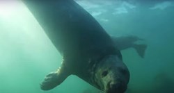 Prvi put snimljeno kako divlji tuljani plješću pod vodom, evo zašto to rade