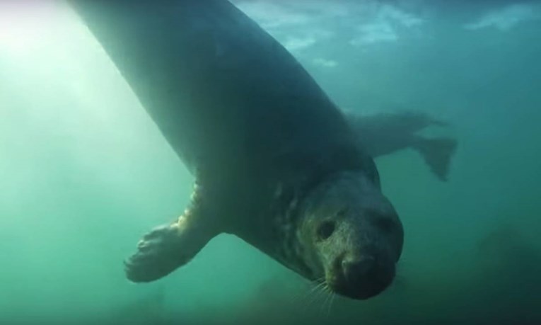 Prvi put snimljeno kako divlji tuljani plješću pod vodom, evo zašto to rade
